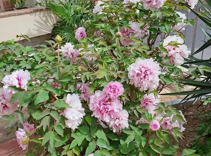 Apartmán Madi' Lajatico